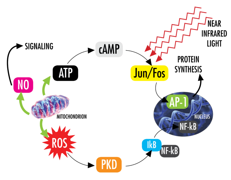 Near and Far Infrared Light, Photobiomodulation (PBM) - Advanced