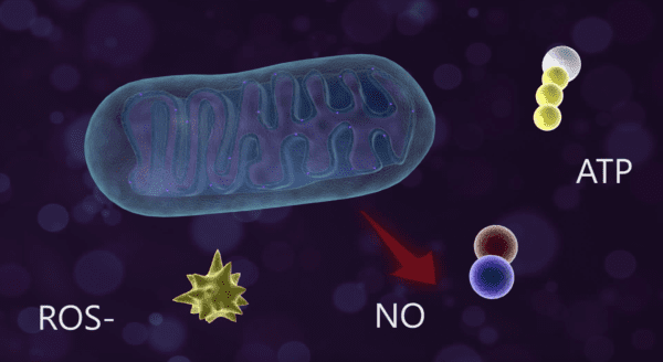 Photobiomodulation Process